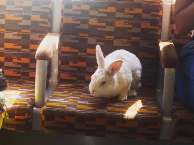 bun-train1.jpg