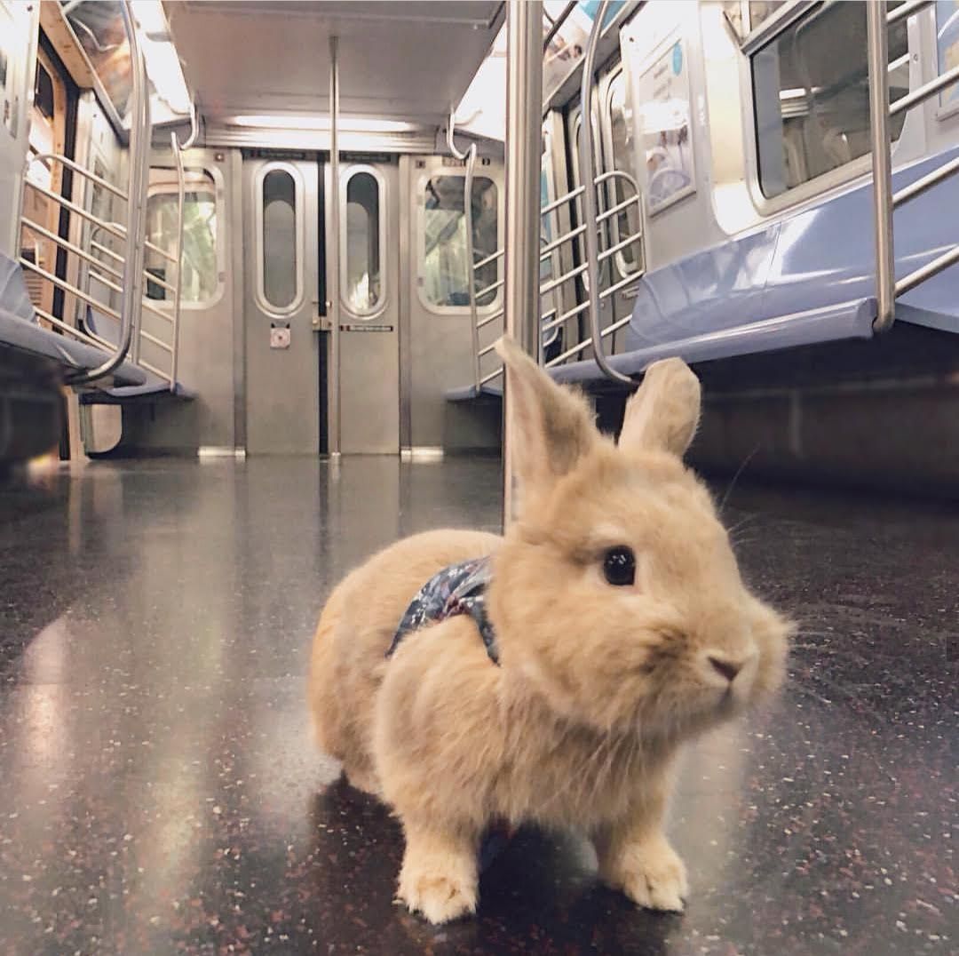 bun-train2.jpg