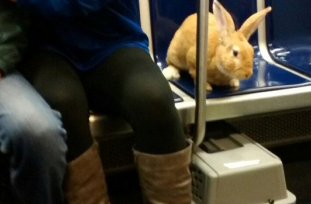 bun-train3.png