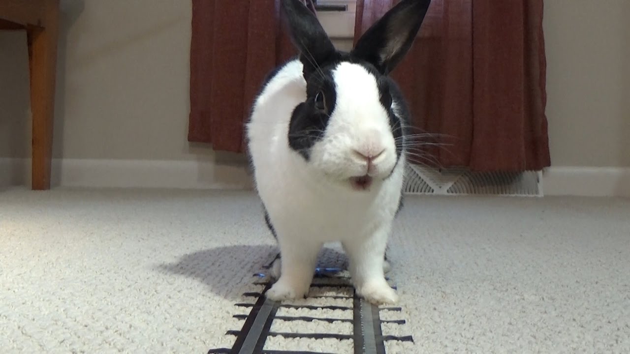 bun-train4.jpg