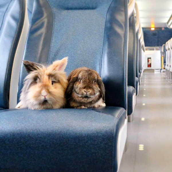 bun-train5.jpg