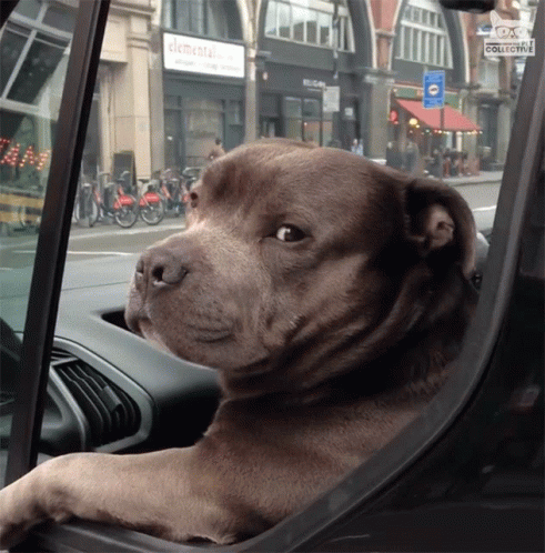 puppy-gone.gif